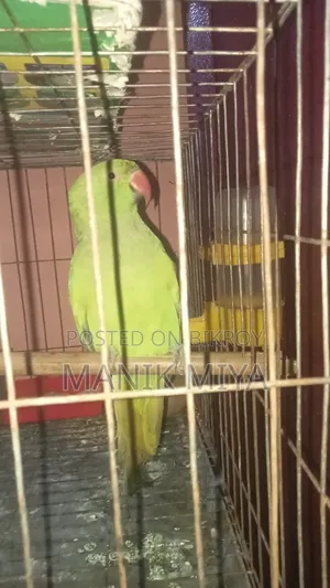 টিয়া পাখি