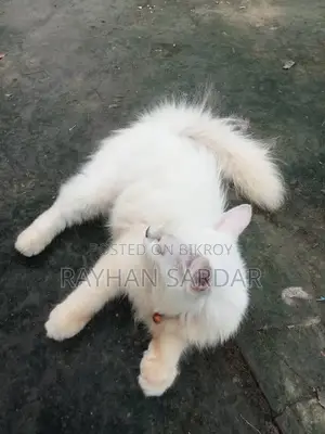 6-12 Months Male Purebred Persian