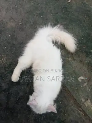 6-12 Months Male Purebred Persian