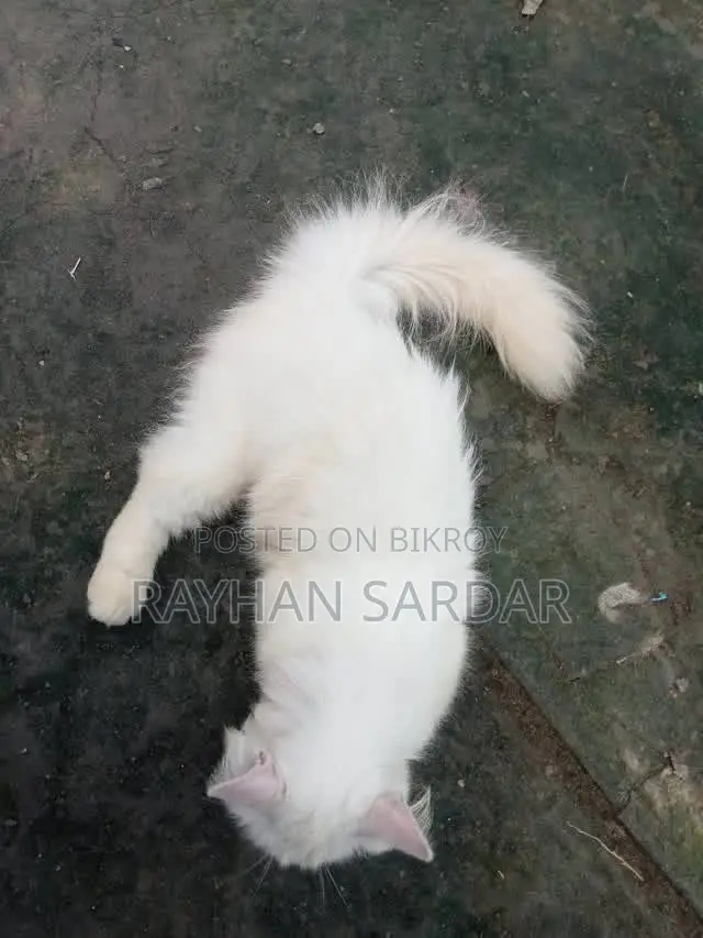 6-12 Months Male Purebred Persian