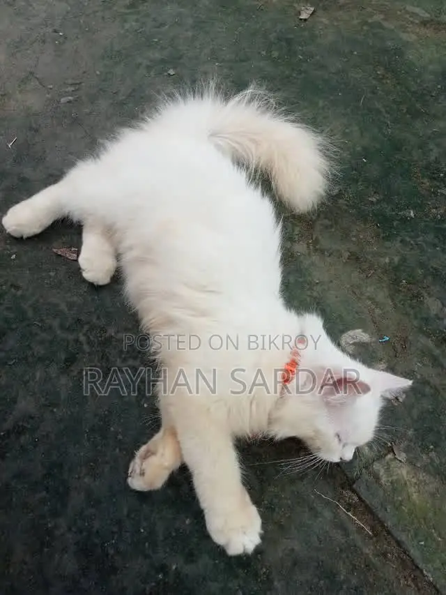 6-12 Months Male Purebred Persian