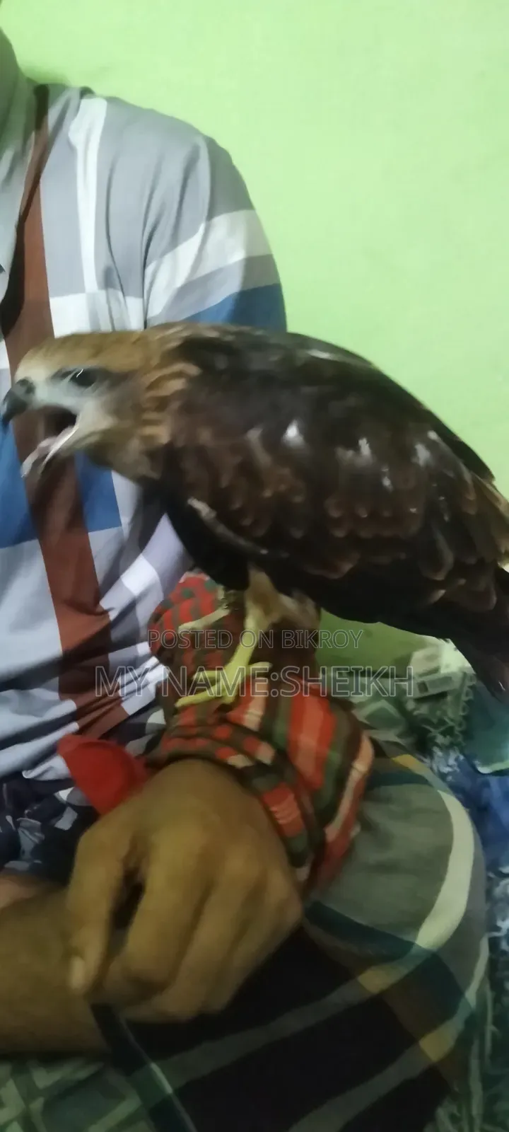 Pet Eagle Bird Name-Raja