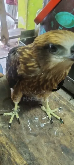 Pet Eagle Bird Name-Raja