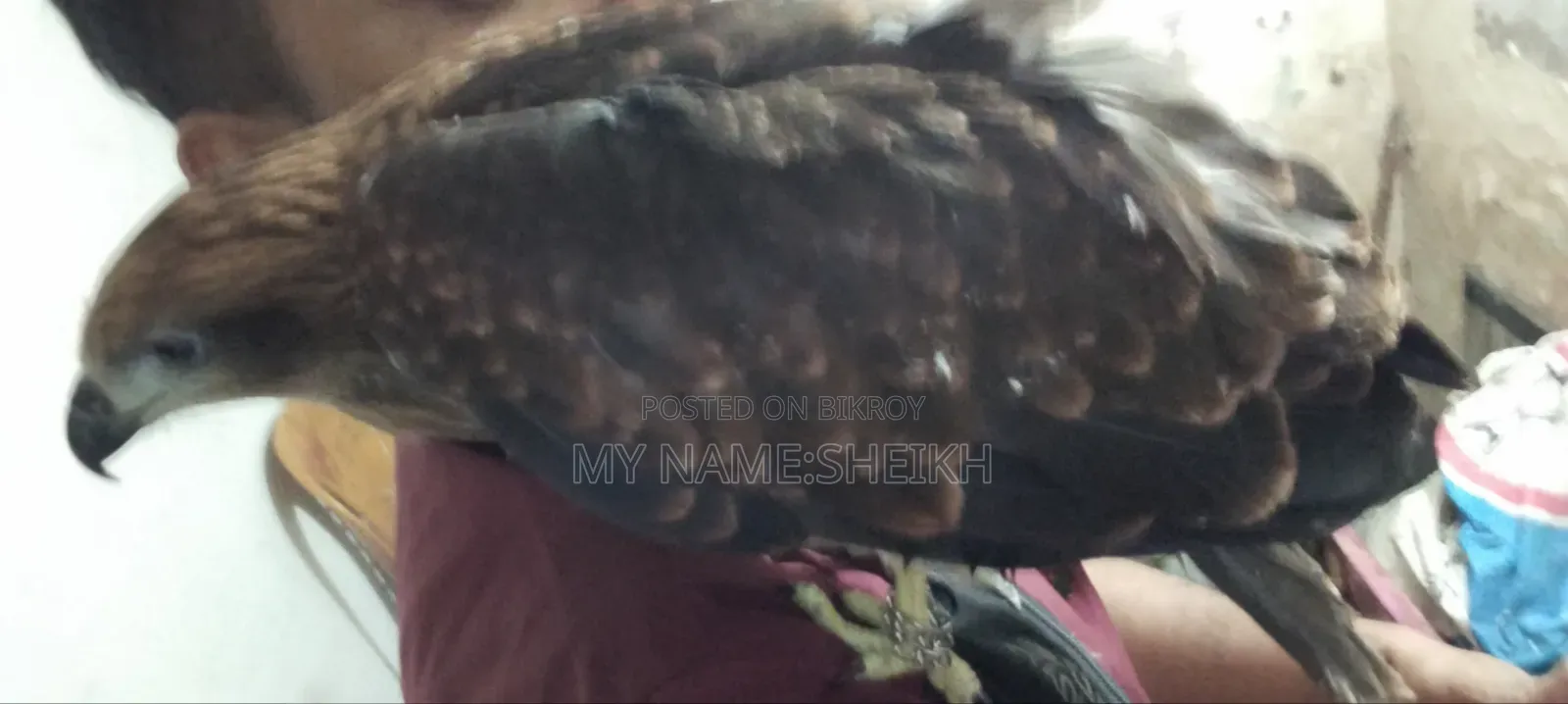 Pet Eagle Bird Name-Raja