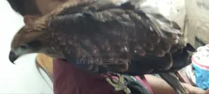 Pet Eagle Bird Name-Raja