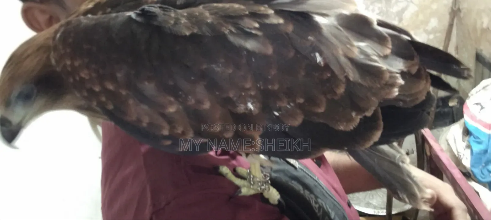 Pet Eagle Bird Name-Raja