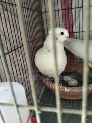 Pigeons for sale