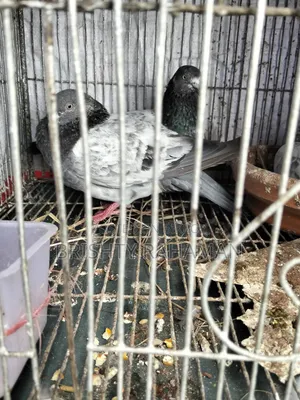 Pigeons for sale