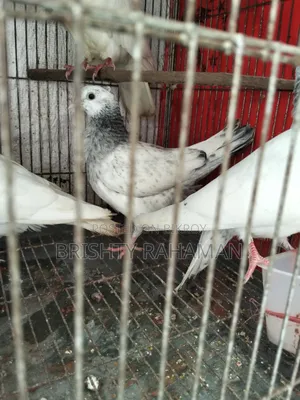 Pigeons for sale