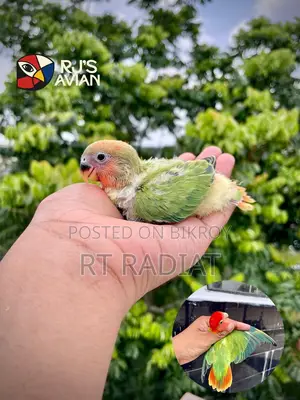 রেড হেড ওপালিন লাভবার্ড বেবি