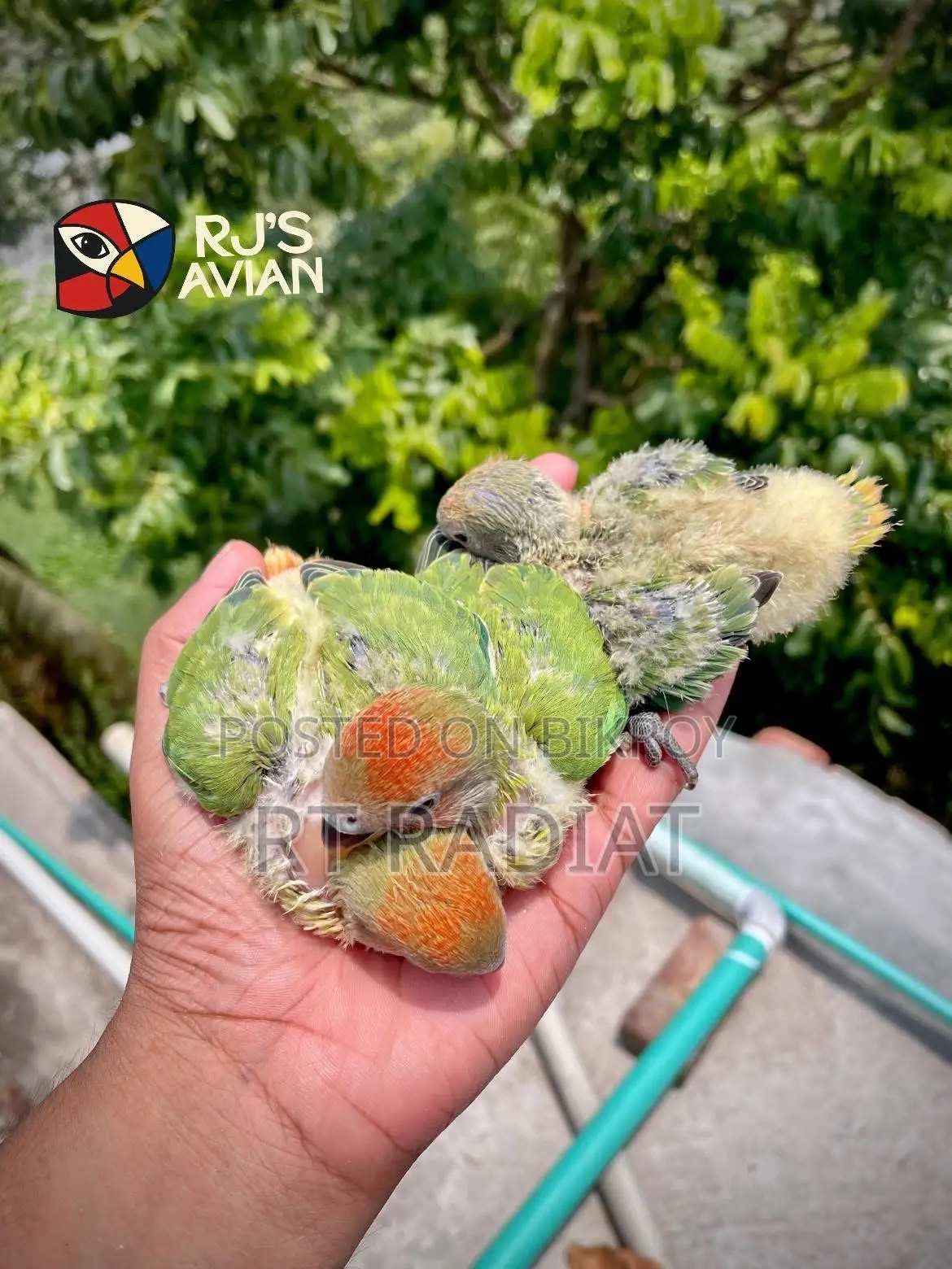 রেড হেড ওপালিন লাভবার্ড বেবি