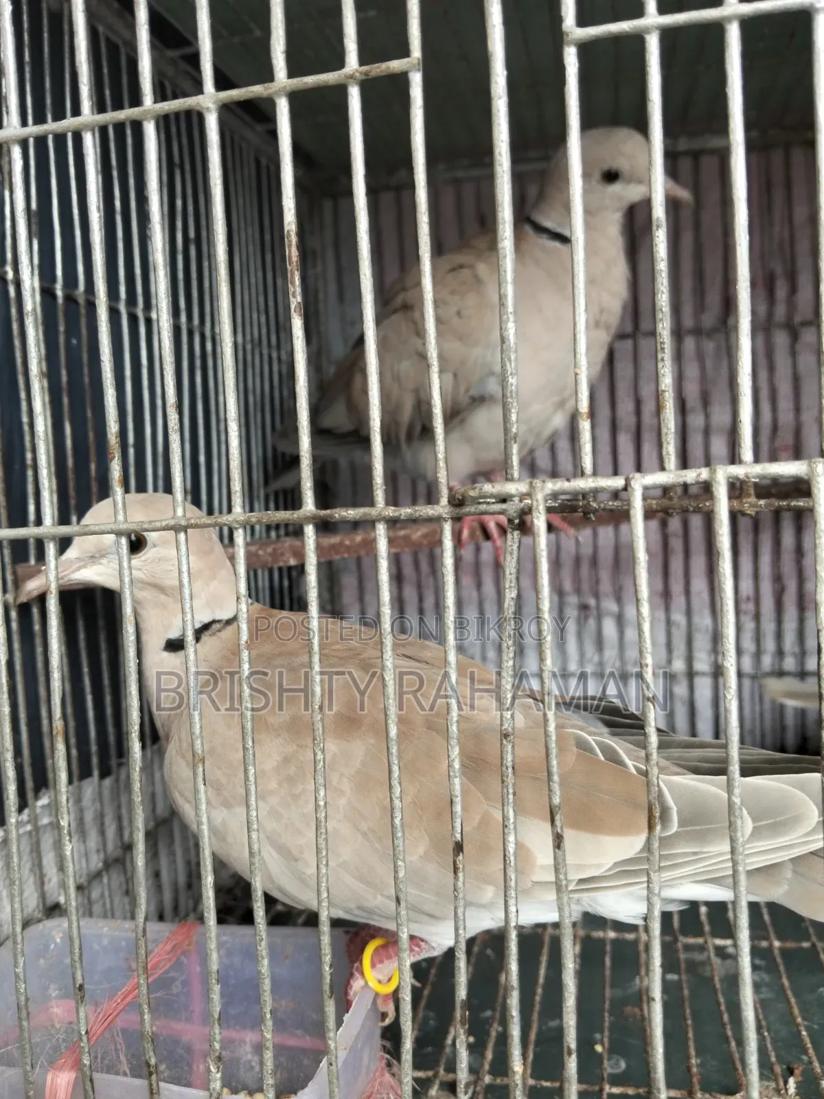 Dove for sale