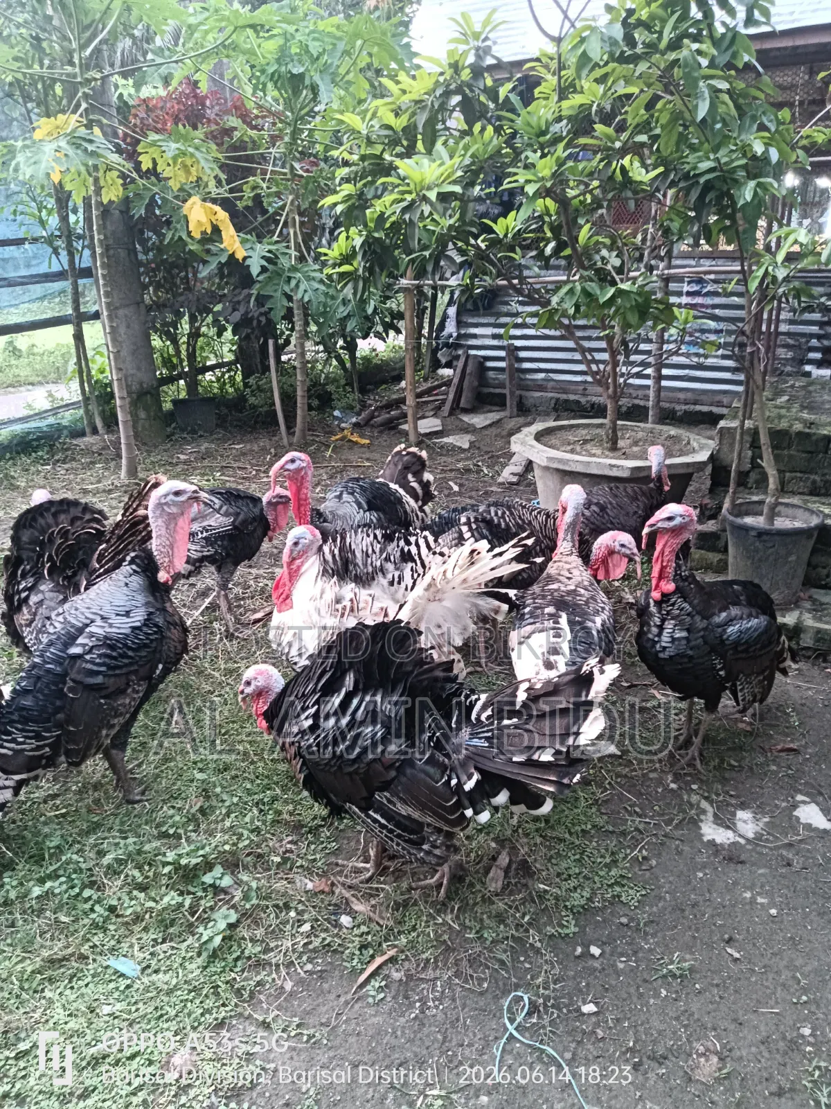 Turkey