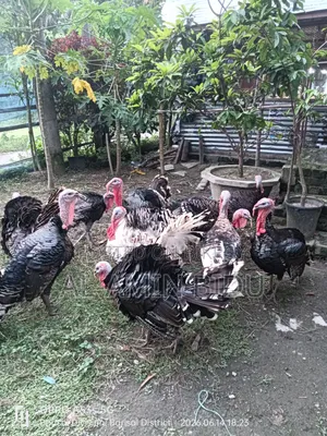 Turkey