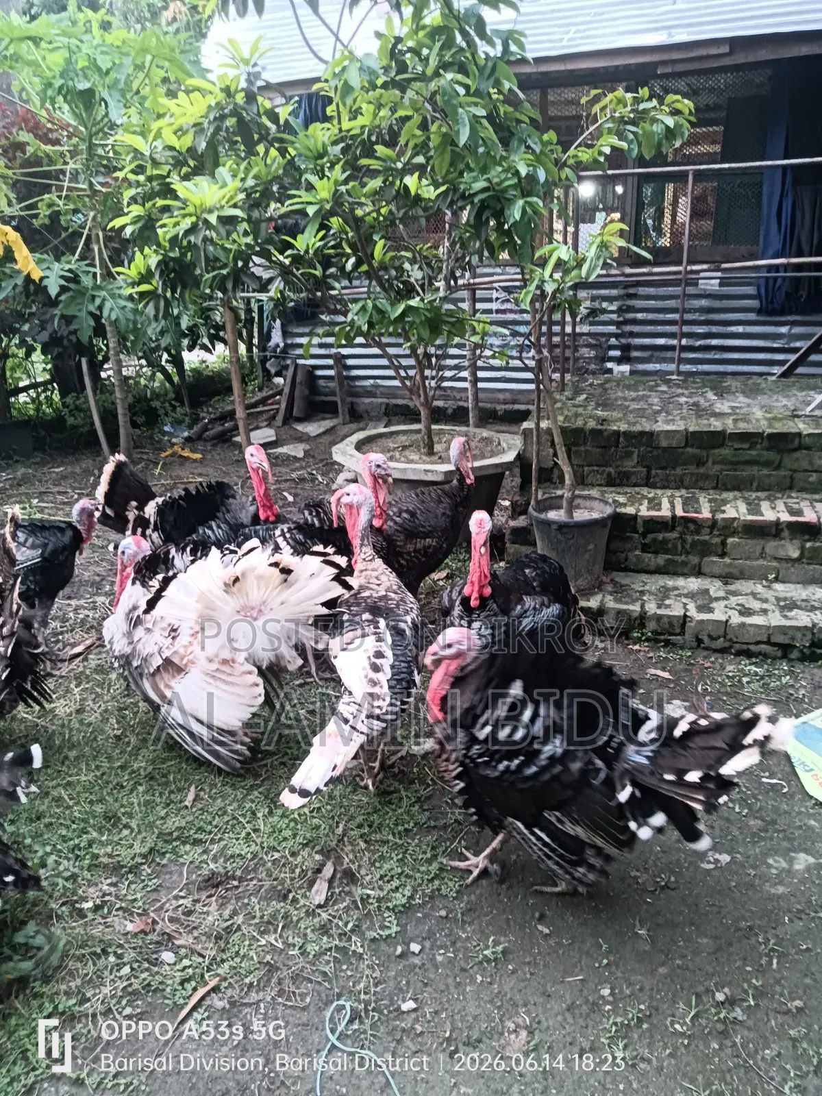 Turkey