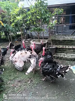 Turkey