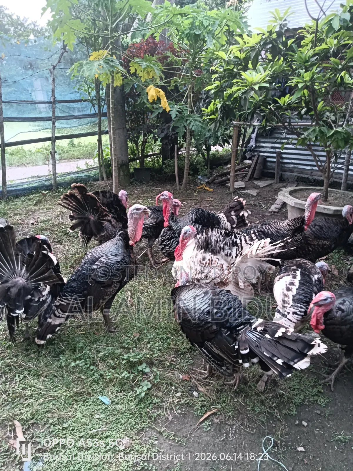 Turkey