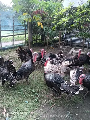 Turkey