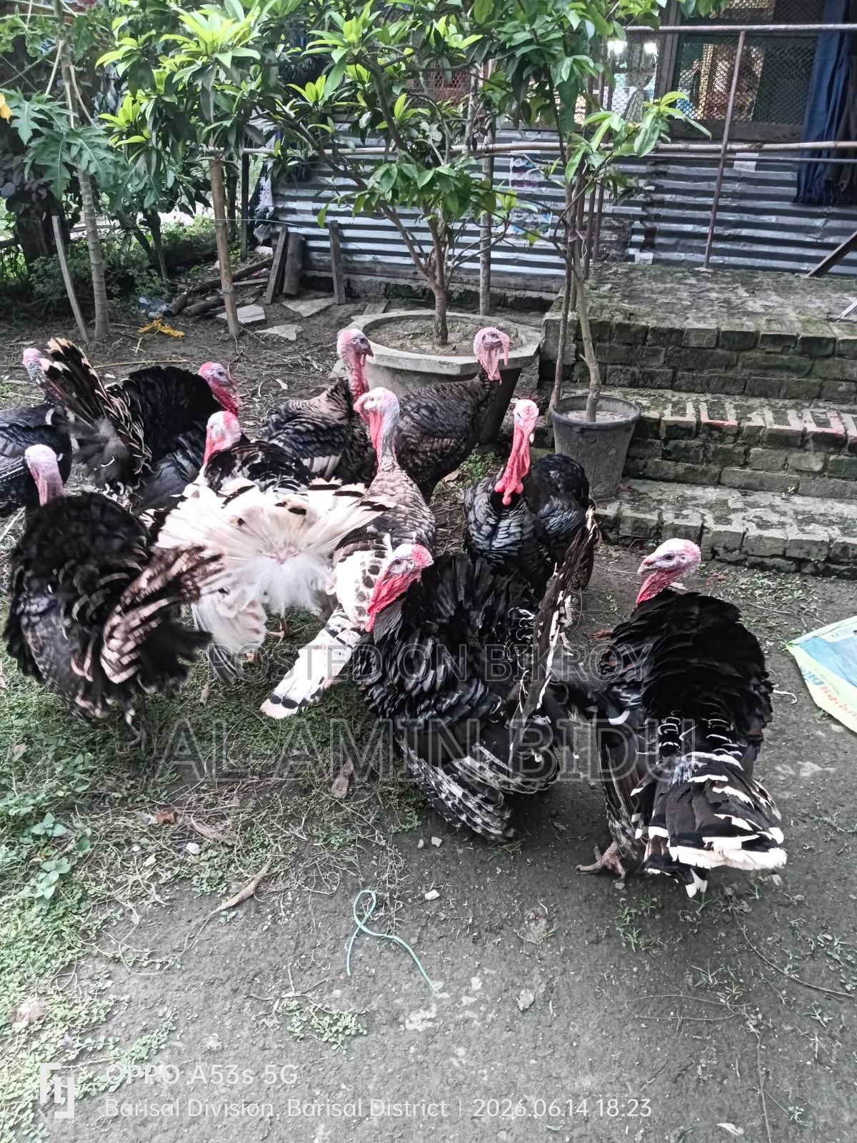 Turkey