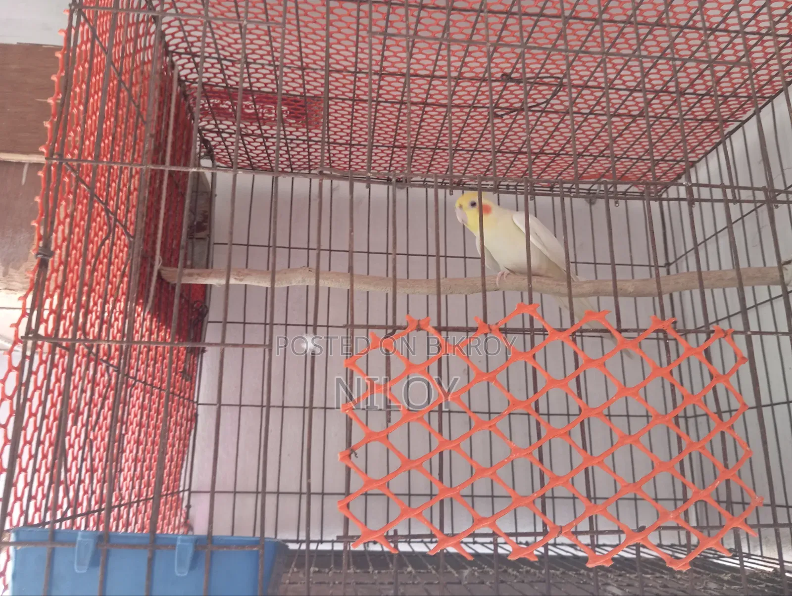 রানিং মেল পাখি