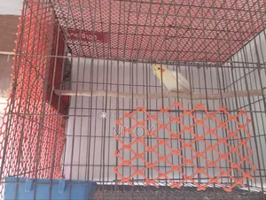 রানিং মেল পাখি
