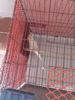 রানিং মেল পাখি