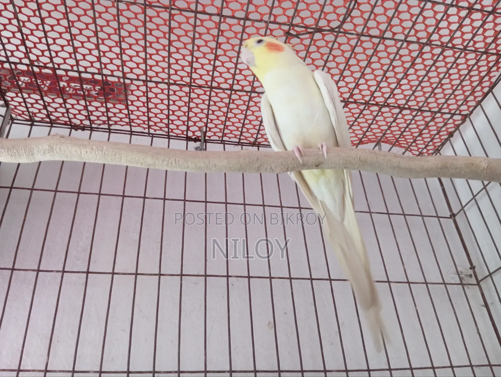 রানিং মেল পাখি