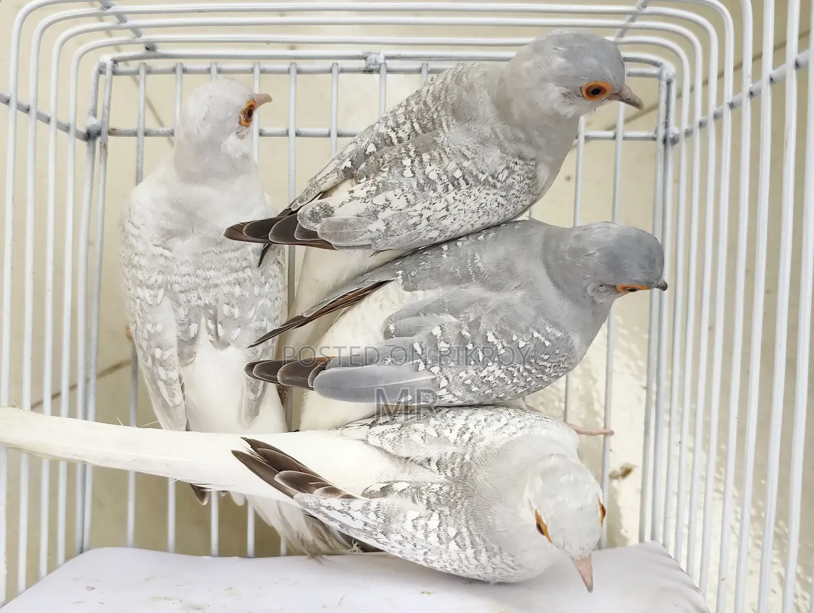 Diamond Dove Running Pair With Baby and Eggs