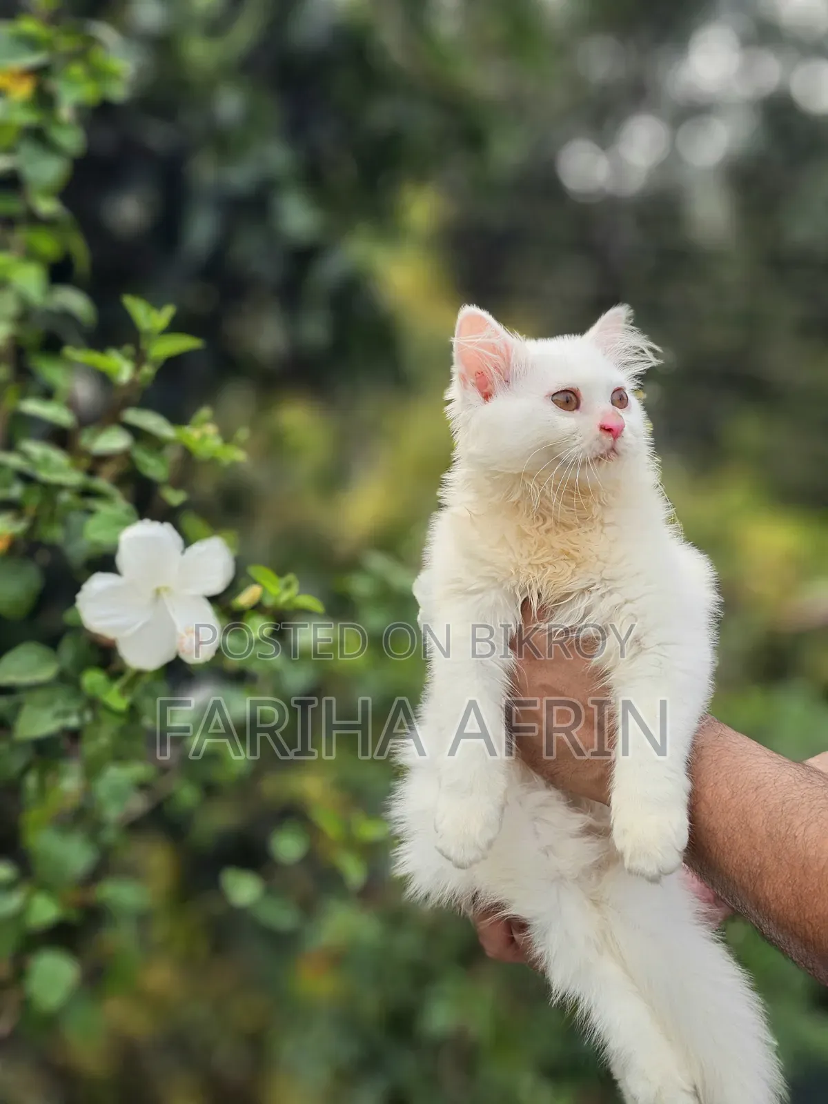 1-3 Months Female Purebred Persian
