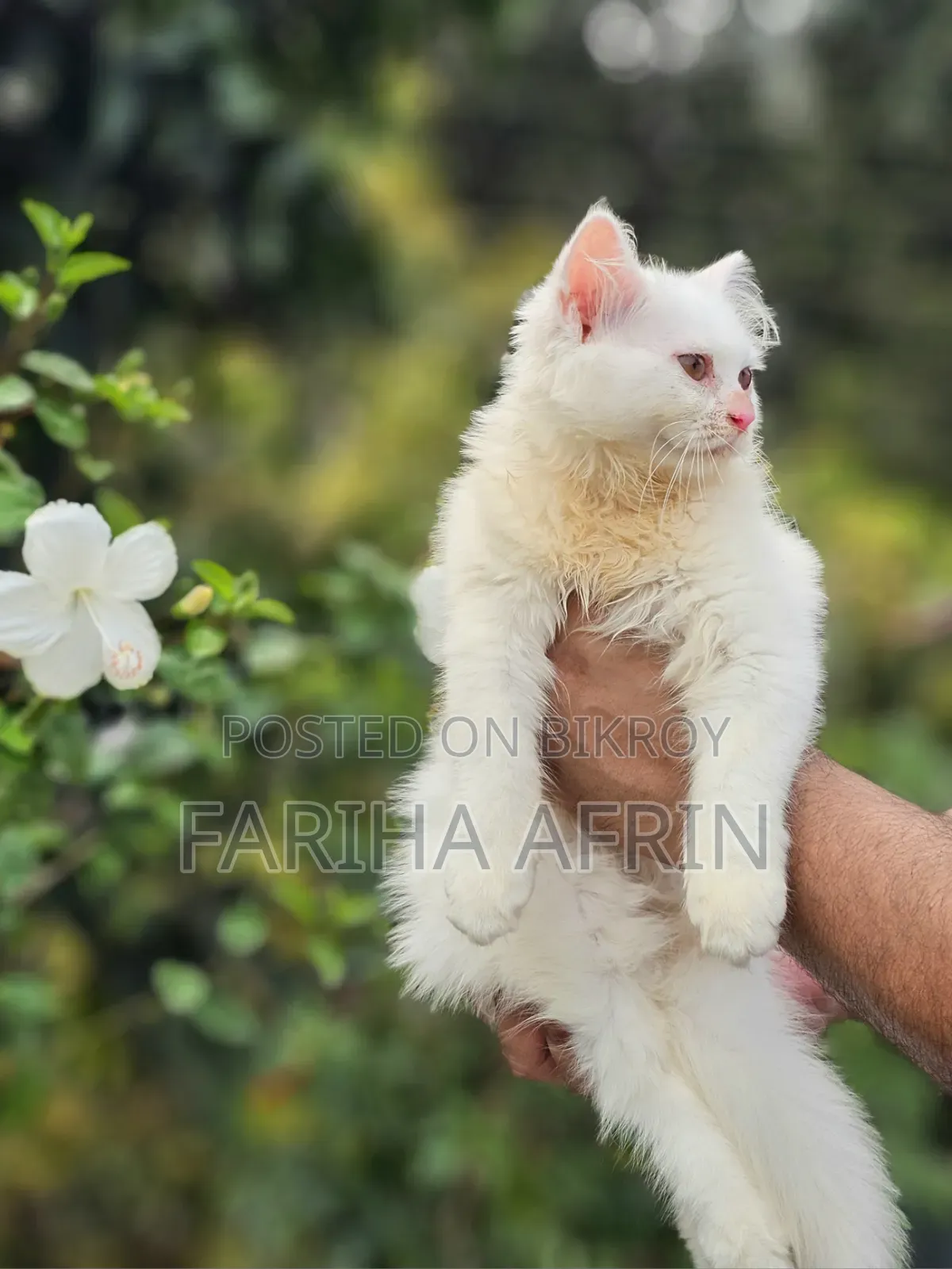 1-3 Months Female Purebred Persian