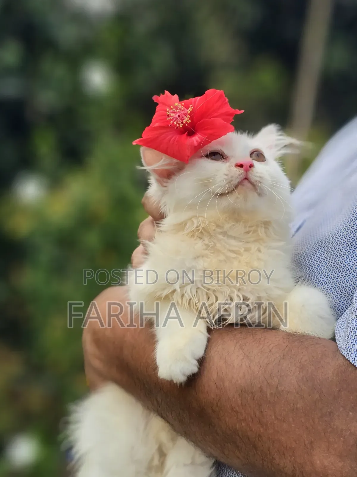 1-3 Months Female Purebred Persian