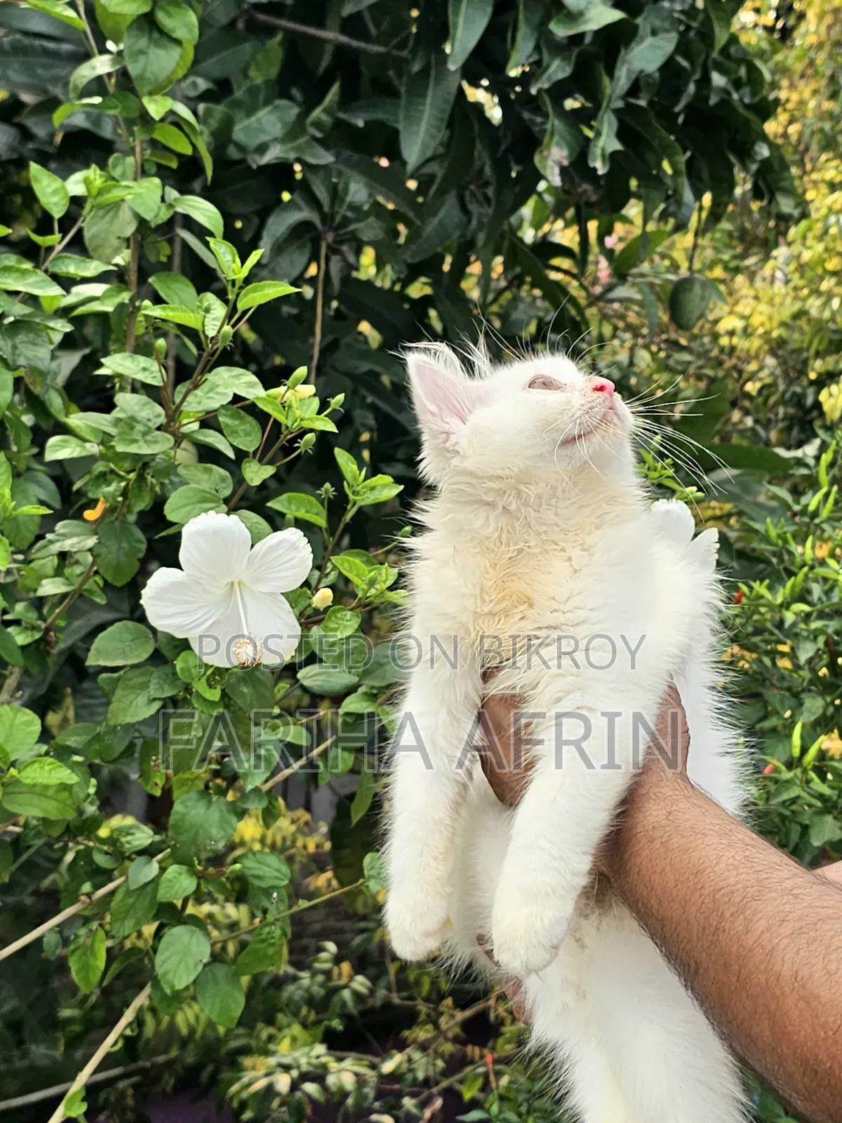 1-3 Months Female Purebred Persian