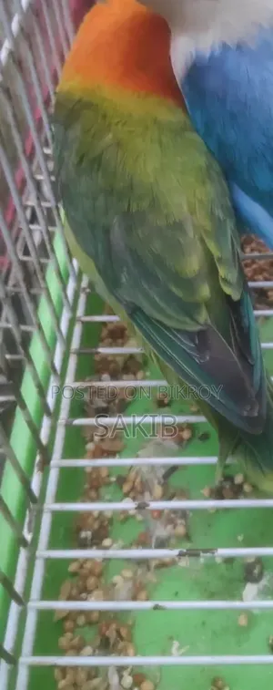 Euwing Opaline Fisher Love Bird Male