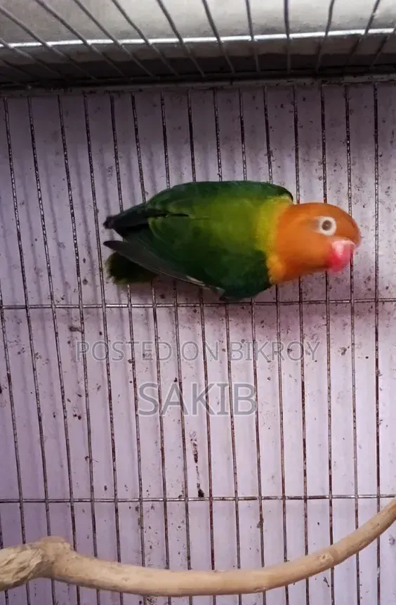 Euwing Opaline Fisher Love Bird Male