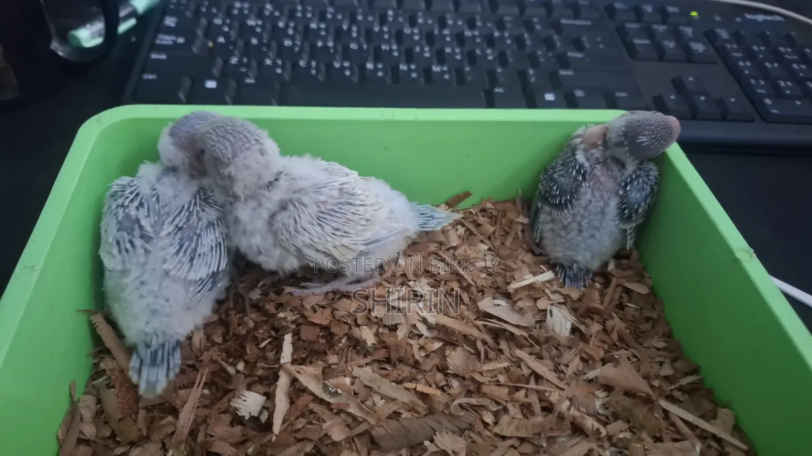 Budgerigar Chicks for Sale