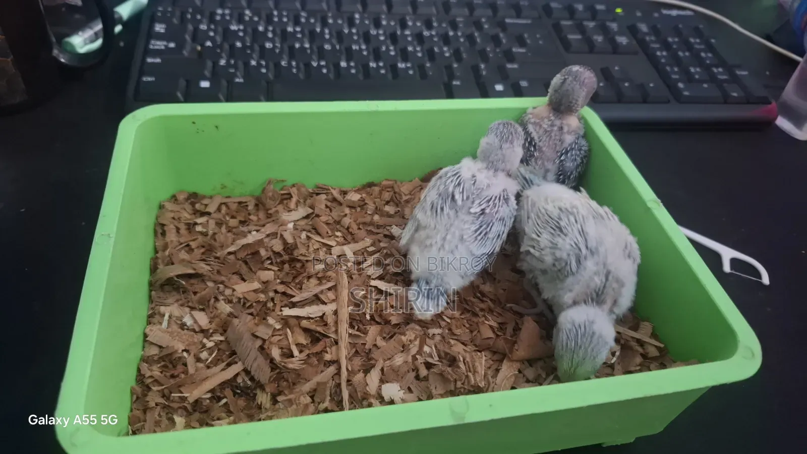 Budgerigar Chicks for Sale