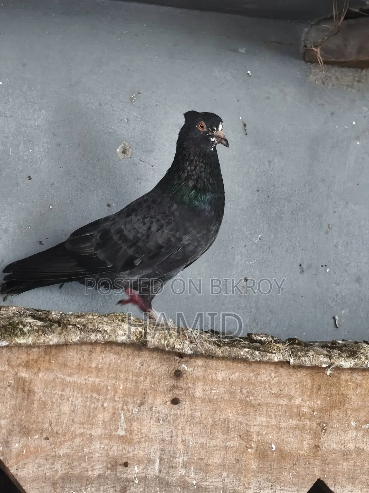 Golla Nor Running Pigeon
