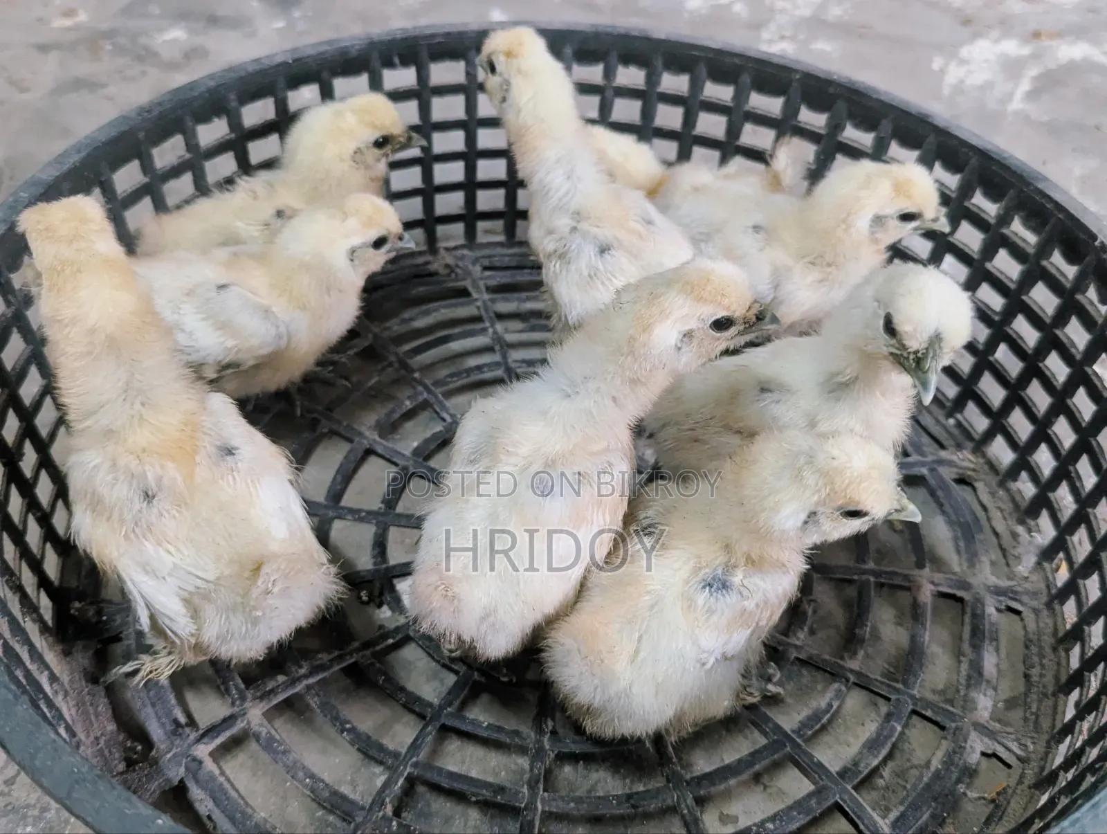 Silkie Chicks