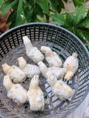 Silkie Chicks