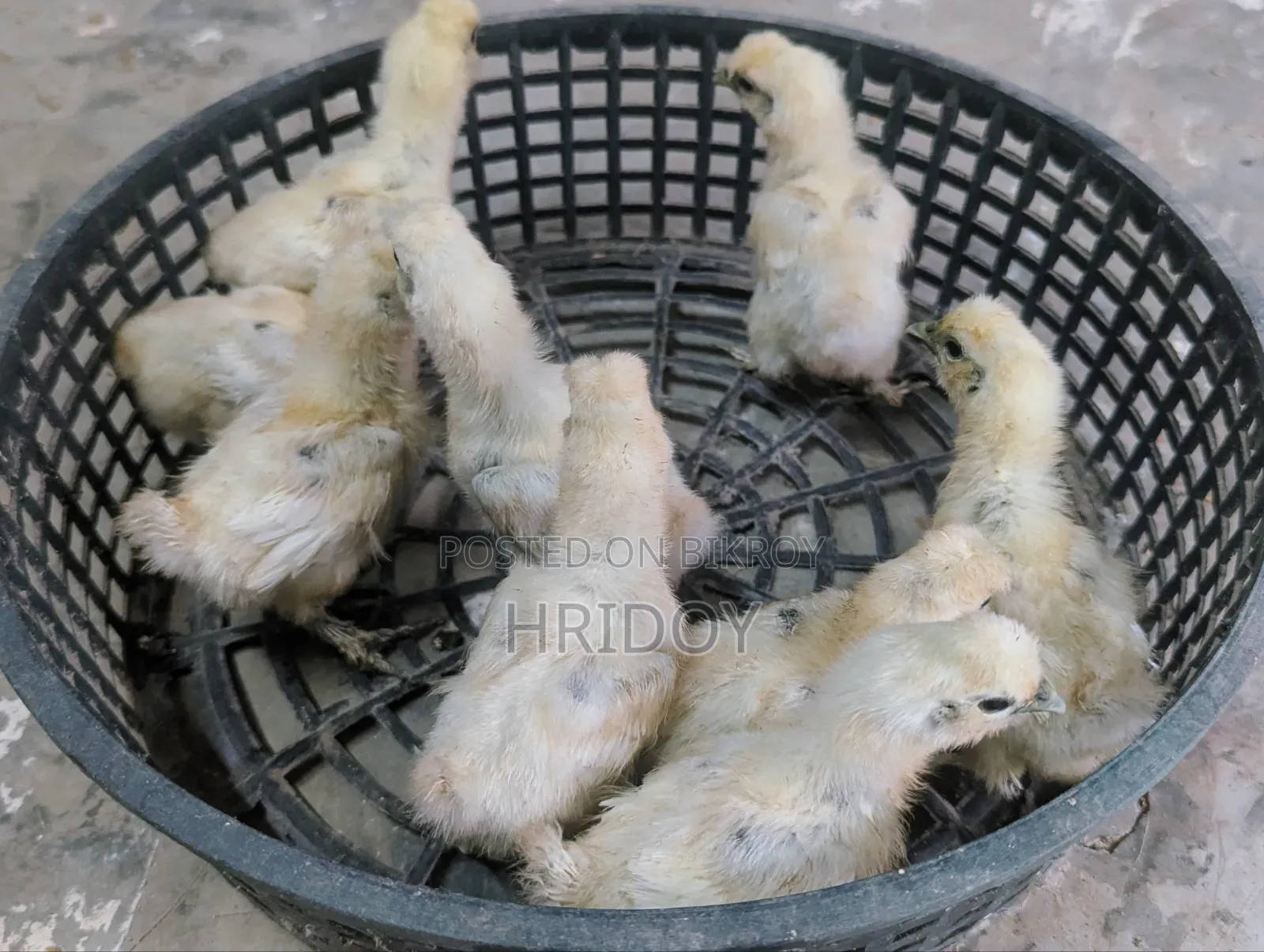 Silkie Chicks