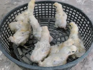Silkie Chicks