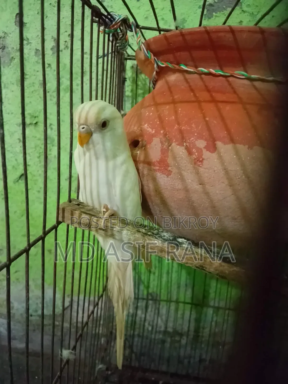 রানিং বারজিগার পাখি বিক্রি করা হবে