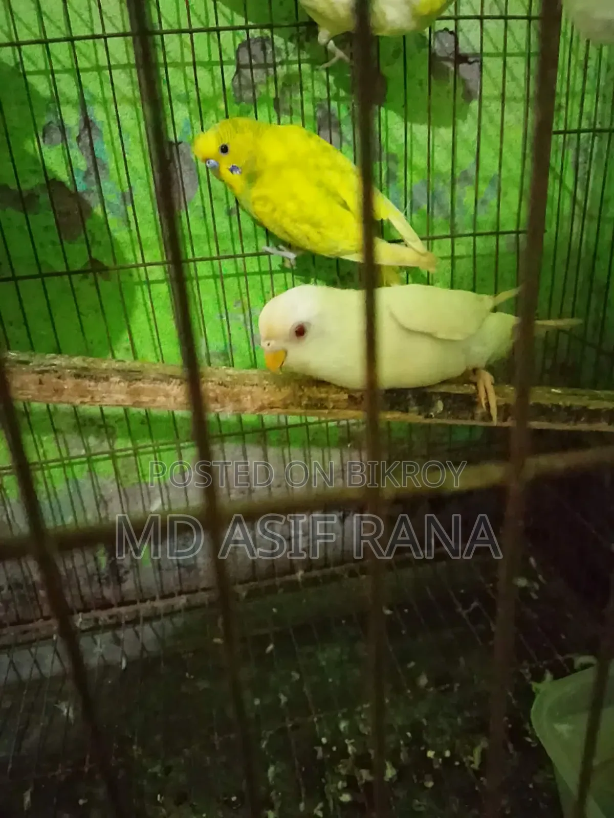 রানিং বারজিগার পাখি বিক্রি করা হবে