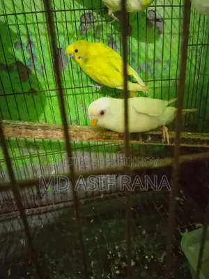 রানিং বারজিগার পাখি বিক্রি করা হবে