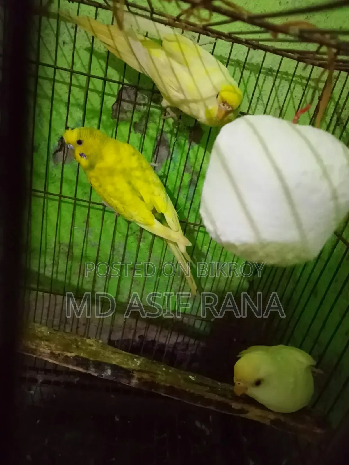 রানিং বারজিগার পাখি বিক্রি করা হবে