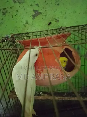 রানিং বারজিগার পাখি বিক্রি করা হবে