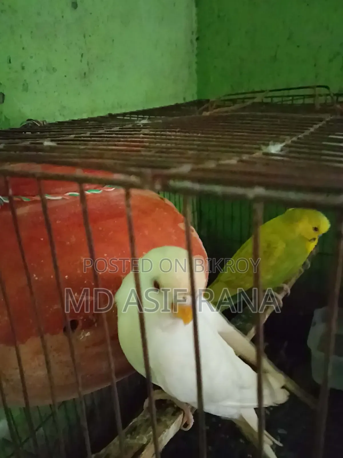 রানিং বারজিগার পাখি বিক্রি করা হবে