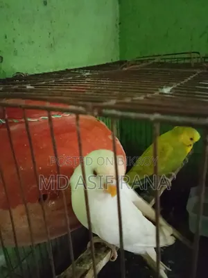 রানিং বারজিগার পাখি বিক্রি করা হবে