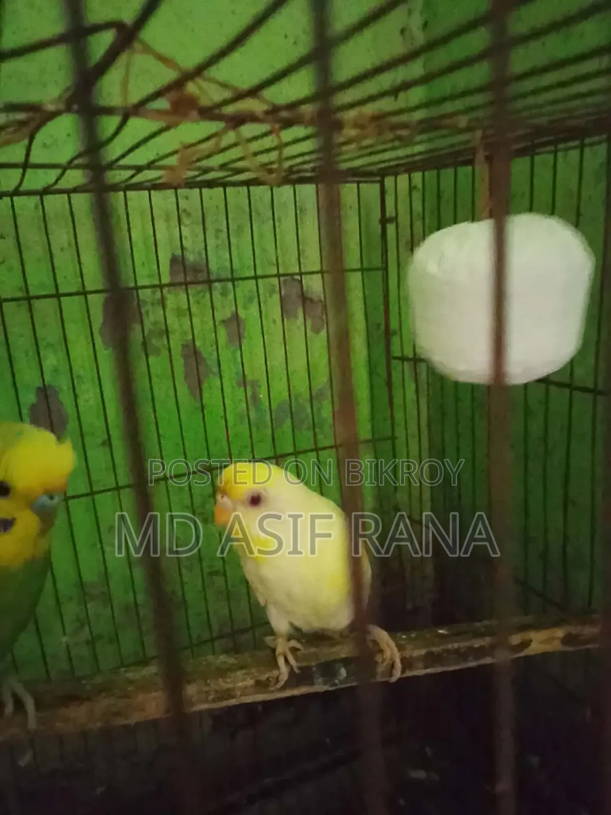 রানিং বারজিগার পাখি বিক্রি করা হবে