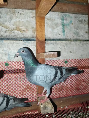 3 Racer Pigeon Chicks for Sale. Delivery not possible. Jalkuri, Narayanganj